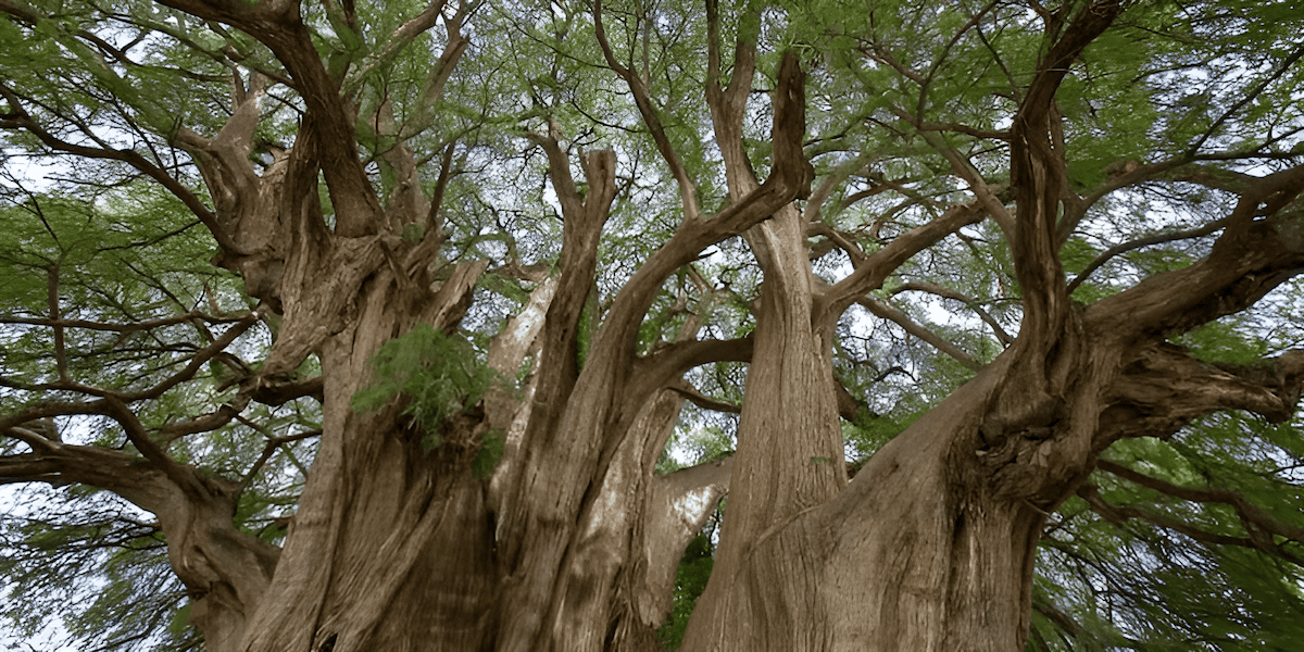 ancient mexican ahuehuete tree growing beside a river