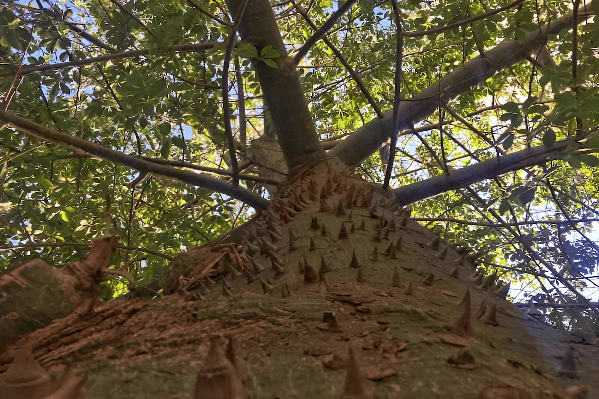 tall mexican ceiba tree with buttress roots