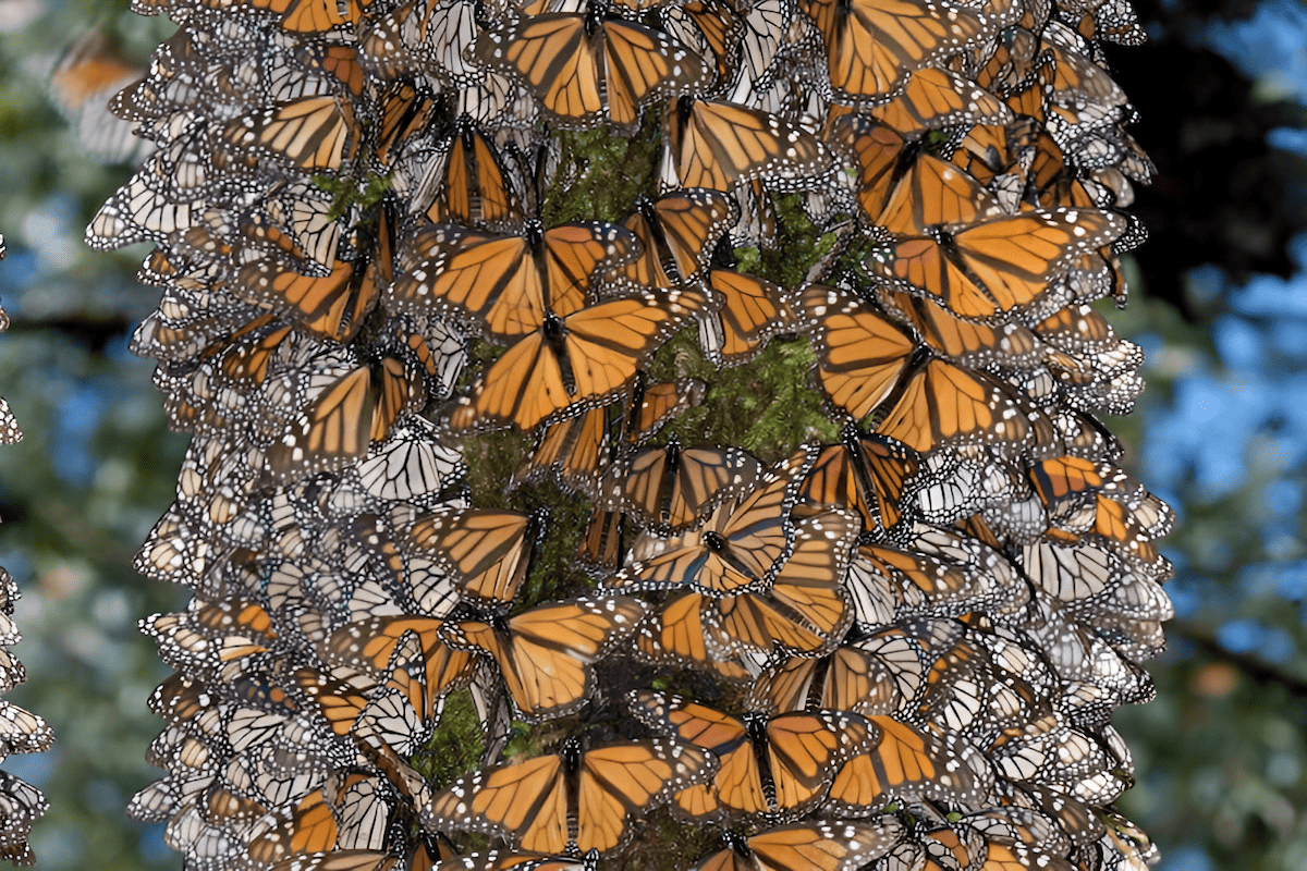 oyamel fir forest in mexico hosting monarch butterflies