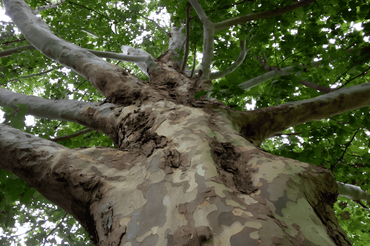 mexican sycamore tree with white peeling bark
