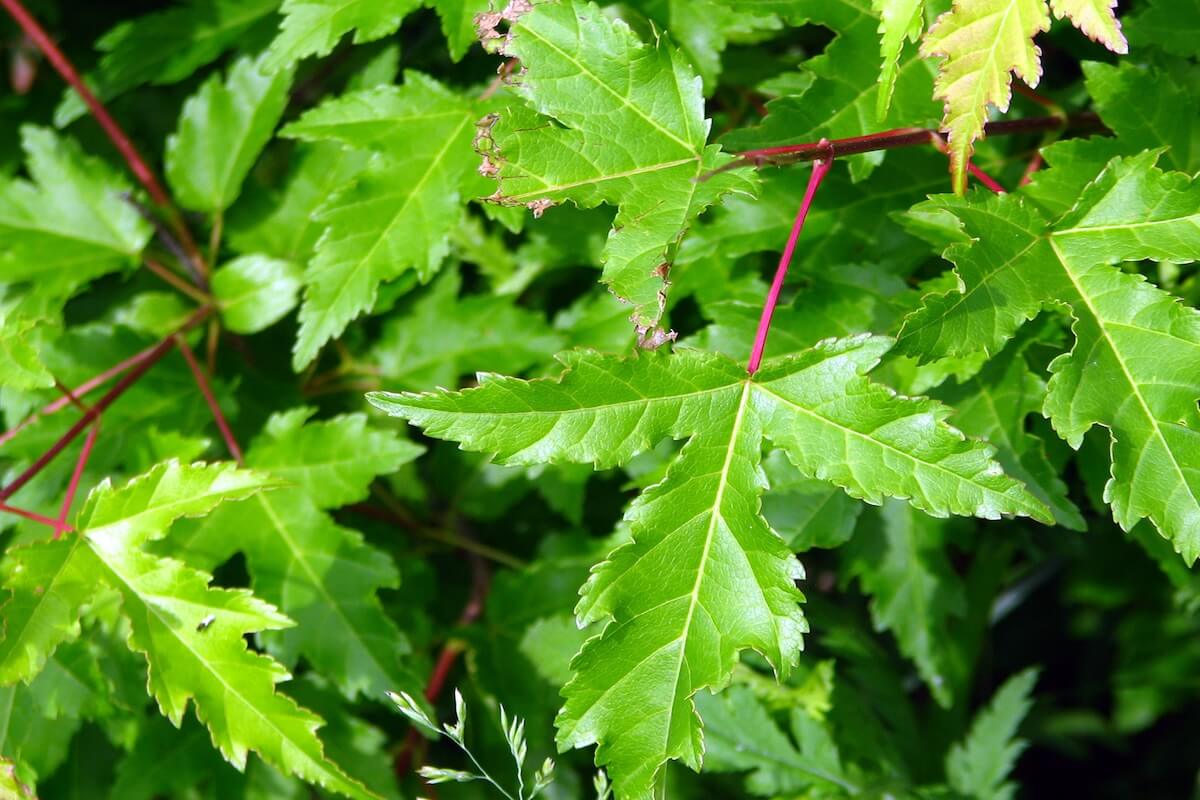 Amur maple (Acer ginnala) seedlings spreading from a hedgerow in Minnesota
