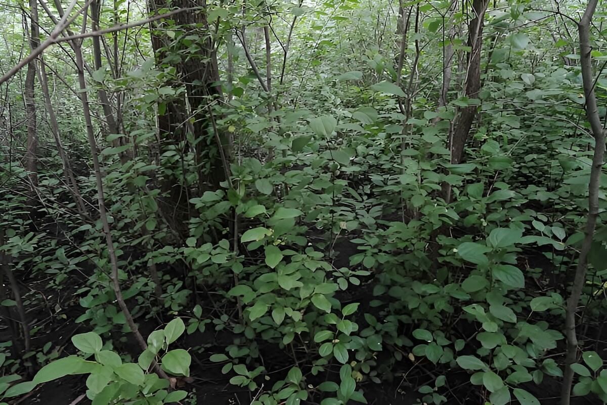 Common buckthorn (Rhamnus cathartica) forming dense thickets near Minnesota field margins