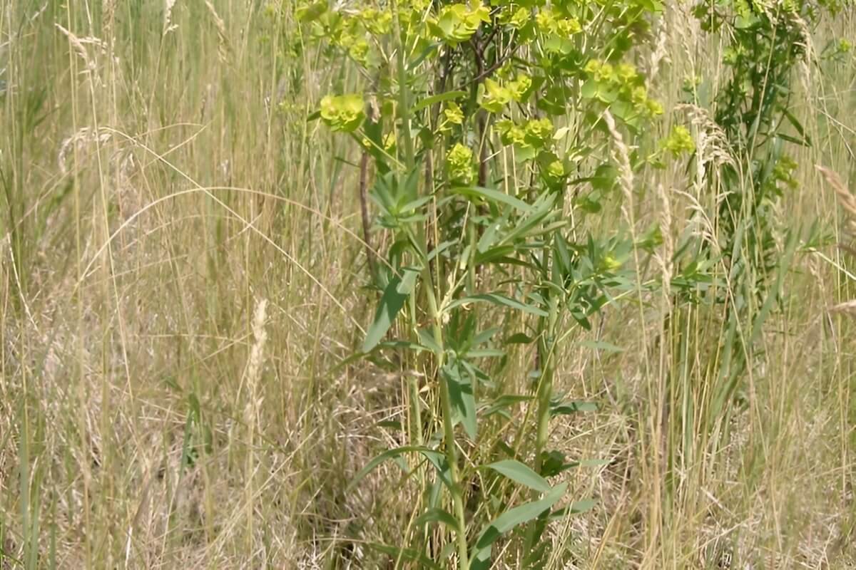 Leafy spurge (Euphorbia esula/virgata) in a Minnesota pasture and prairie edge