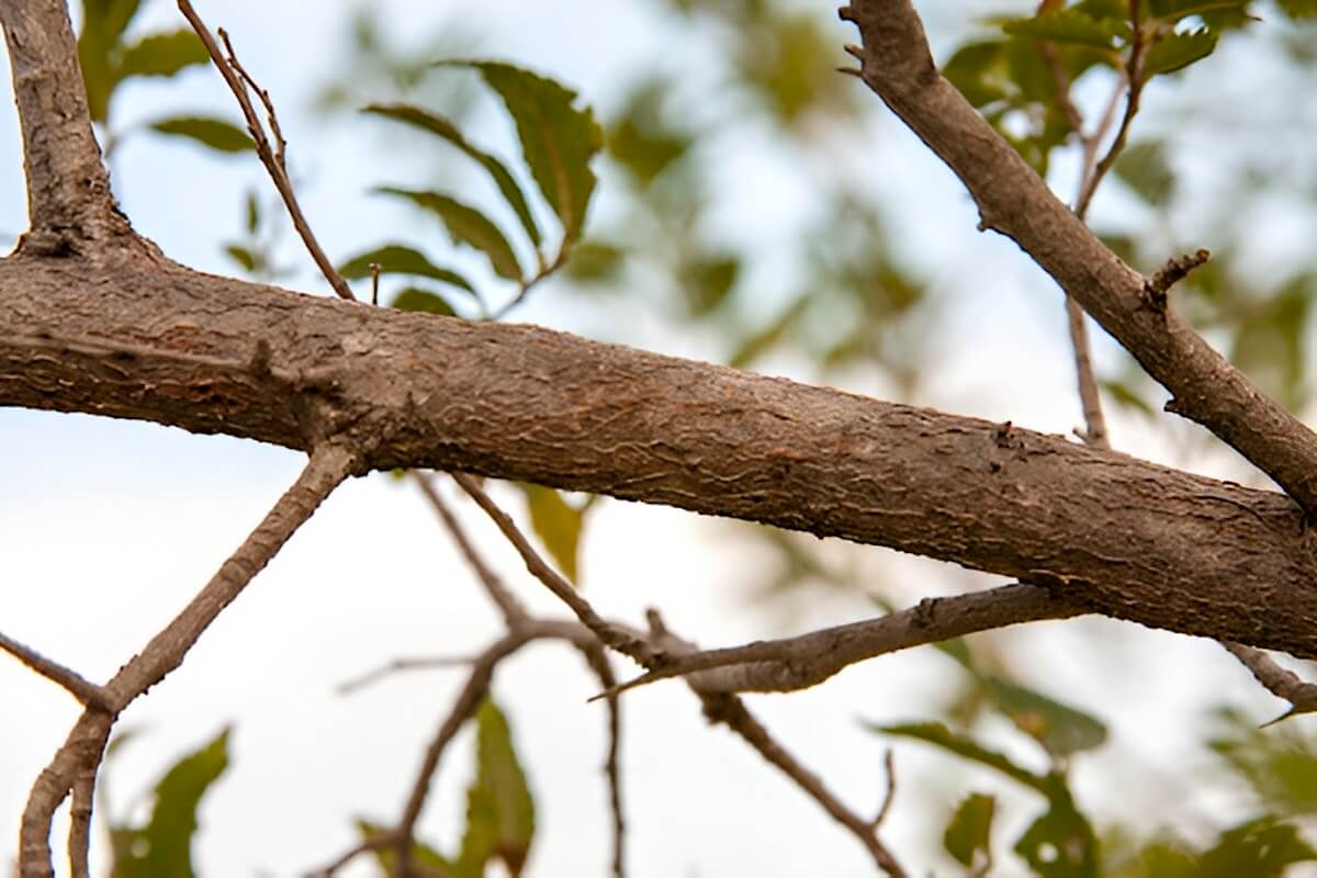 Siberian elm (Ulmus pumila) invading a disturbed prairie edge in Minnesota