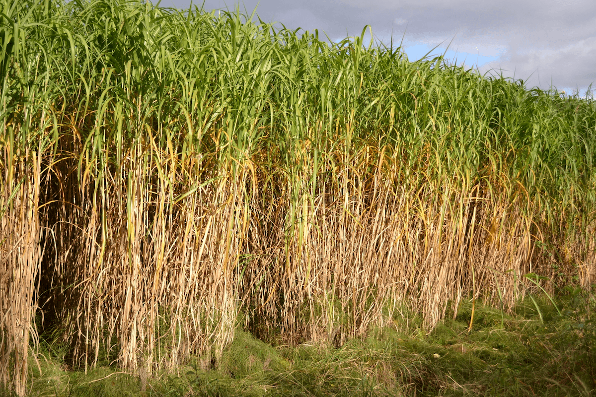 The most profitable energy crop in the world - miscanthus