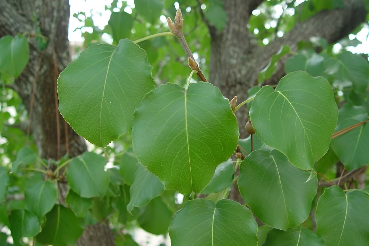 Callery pear (Pyrus calleryana) flowers and thorny branches