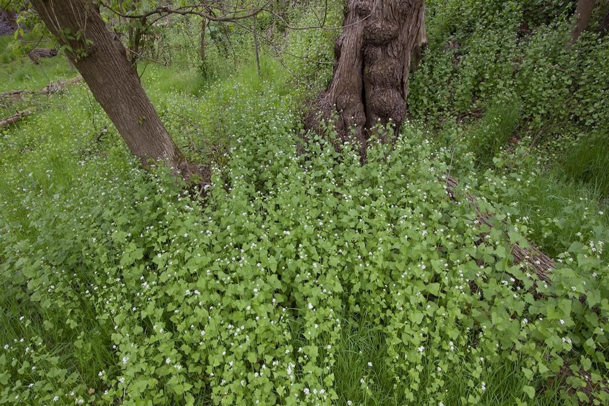 Garlic mustard (Alliaria petiolata) rosettes and white flowers