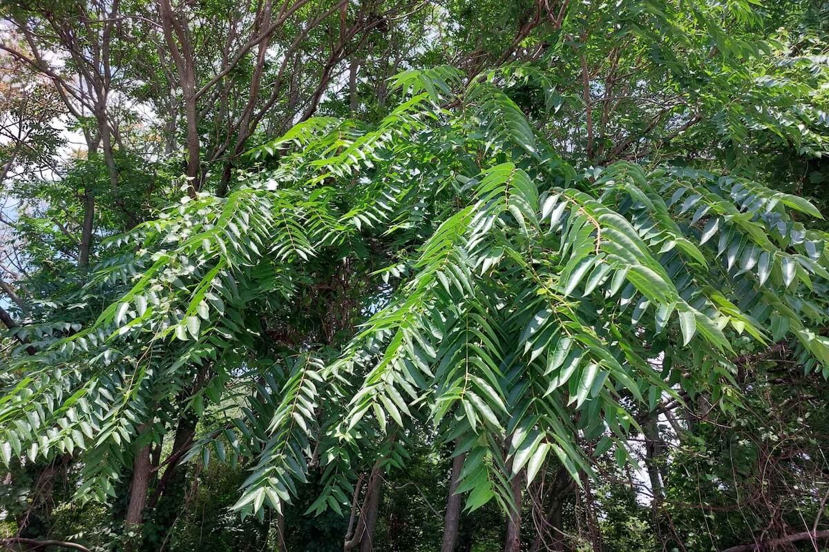 Tree-of-heaven (Ailanthus altissima) leaves and seed clusters