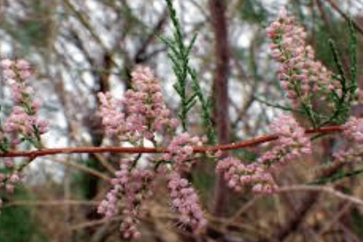 Saltcedar / tamarisk (Tamarix spp.) feathery foliage and pink flowers
