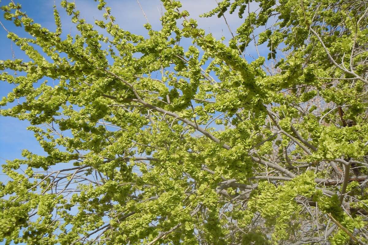 Siberian elm (Ulmus pumila) leaves and open crown