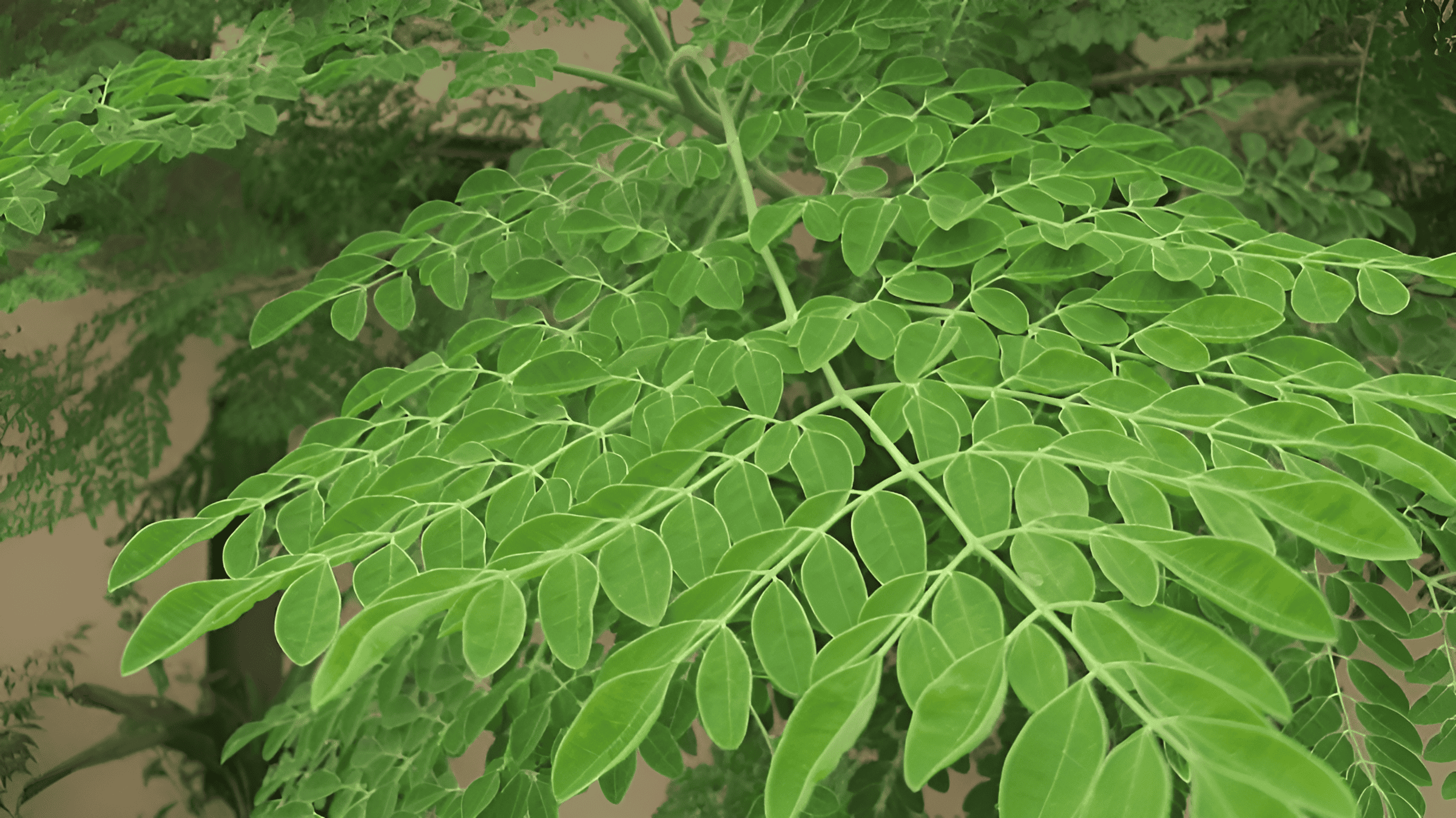 drought-resistant moringa tree leaves used for human and animal nutrition