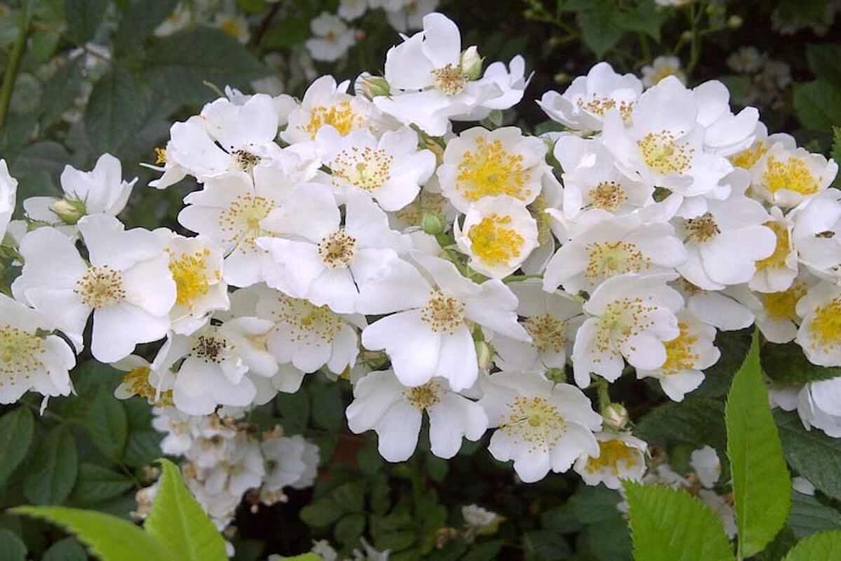 Multiflora rose forming a dense thorny thicket in Rhode Island