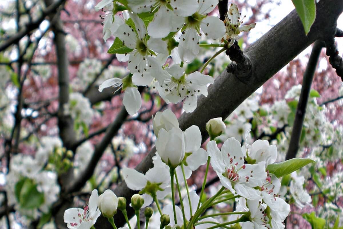 Callery pear spreading from urban plantings into Nebraska grassland edges