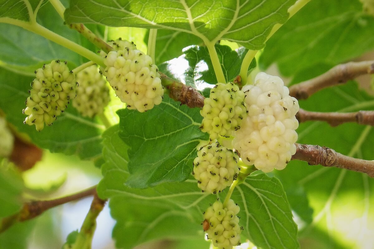 White mulberry invasive tree in an urban-to-rural corridor