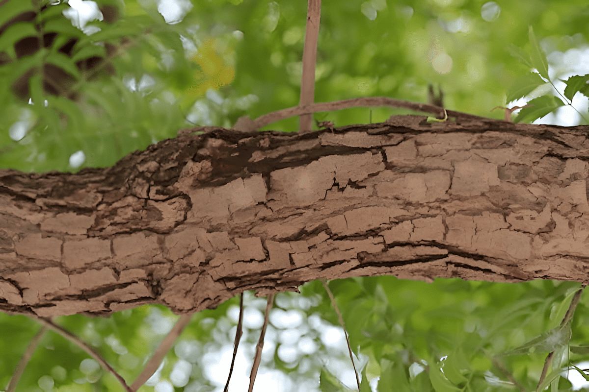 the bark of a neem tree rich in nimbin and nimbidin used for its anti-inflammatory properties