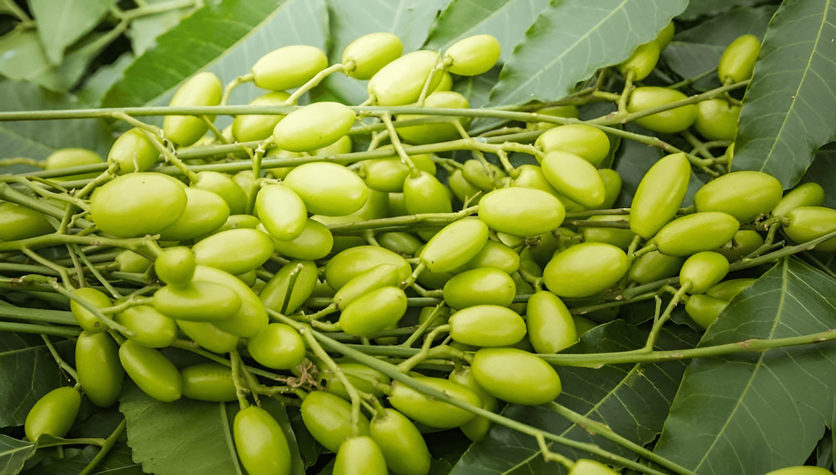 Indian neem trees growing along a village road