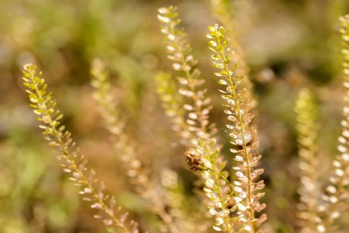Perennial pepperweed (tall whitetop) invasive plant along a Nevada ditch or wet edge