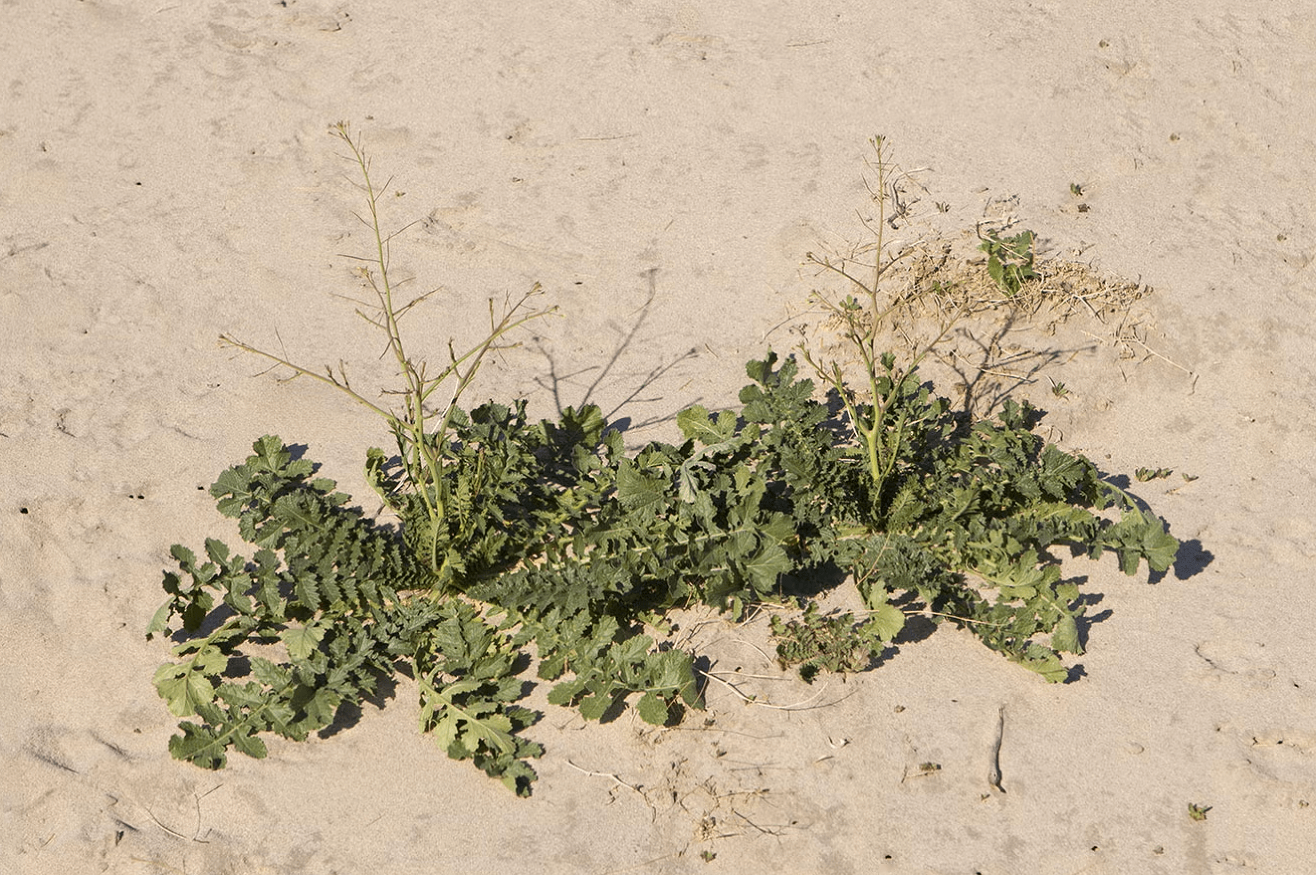 Sahara mustard invasive plant in Nevada desert soils