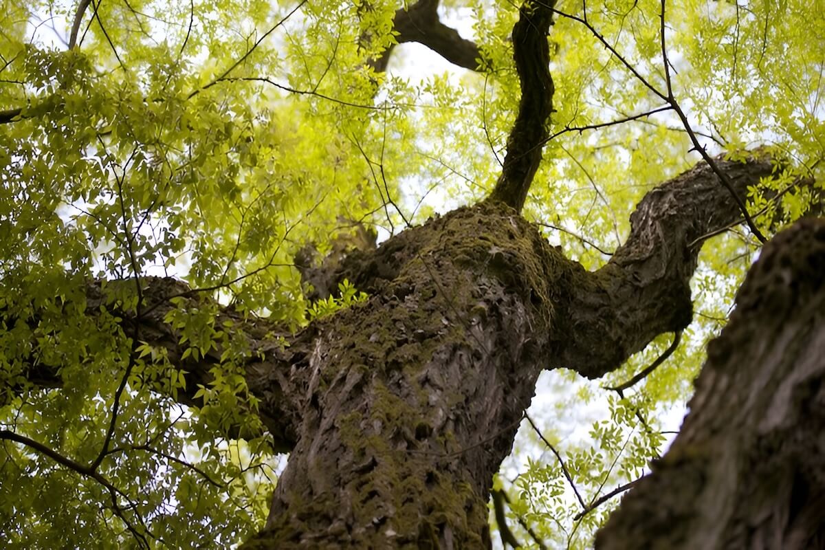 Siberian elm invasive tree in a dry roadside corridor in Nevada