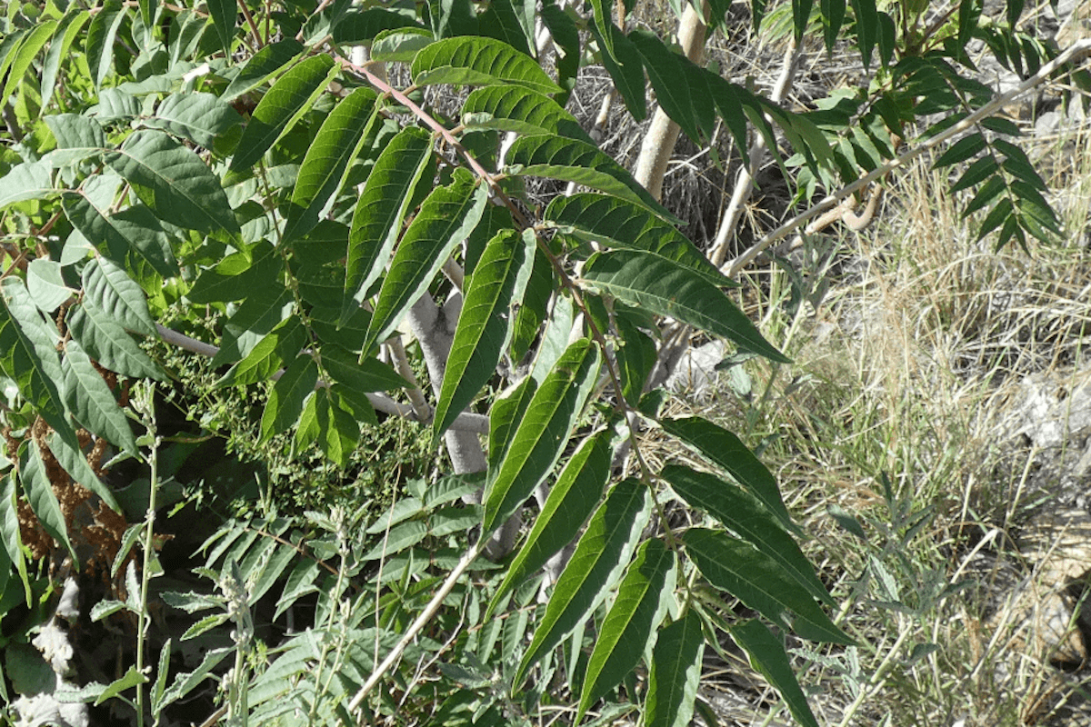 Tree-of-heaven invasive tree in an urban corridor setting
