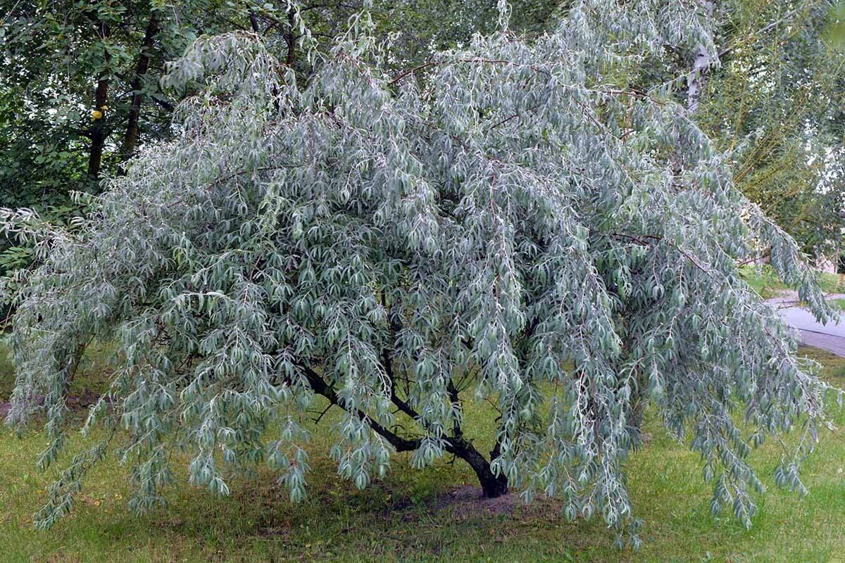 Russian olive invasive tree in North Dakota (Elaeagnus angustifolia)