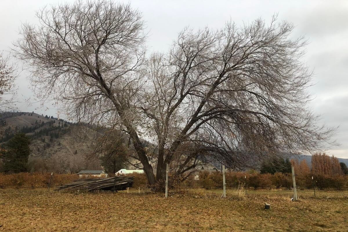 Siberian elm invasive tree in North Dakota (Ulmus pumila)