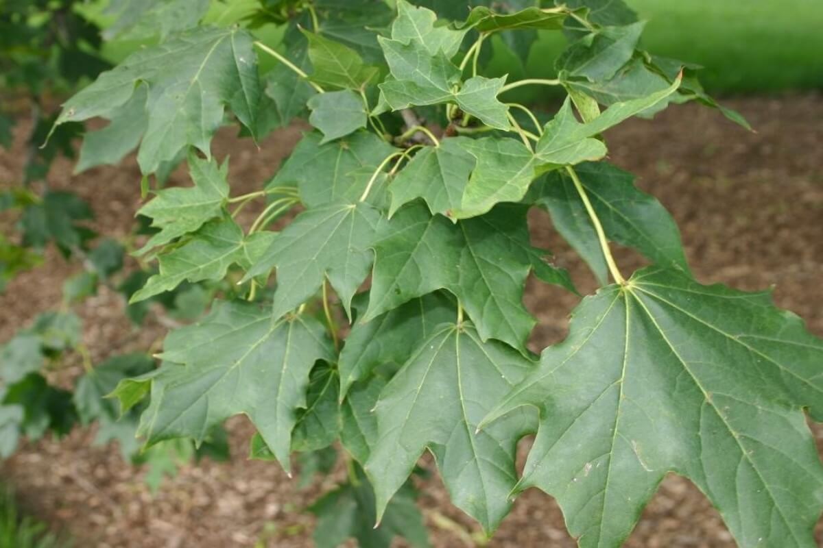 Norway maple leaves (Acer platanoides) with serrated edges and winged seeds