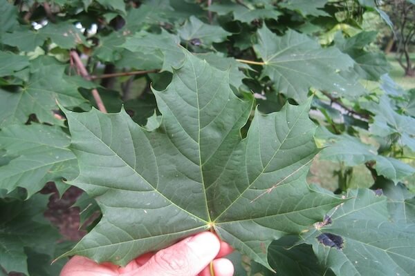 Norway maple (Acer platanoides) invasive tree