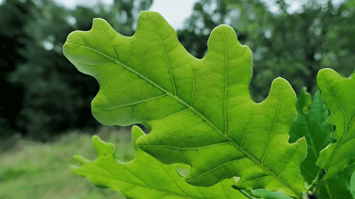 deciduous broadleaf oak tree leaf