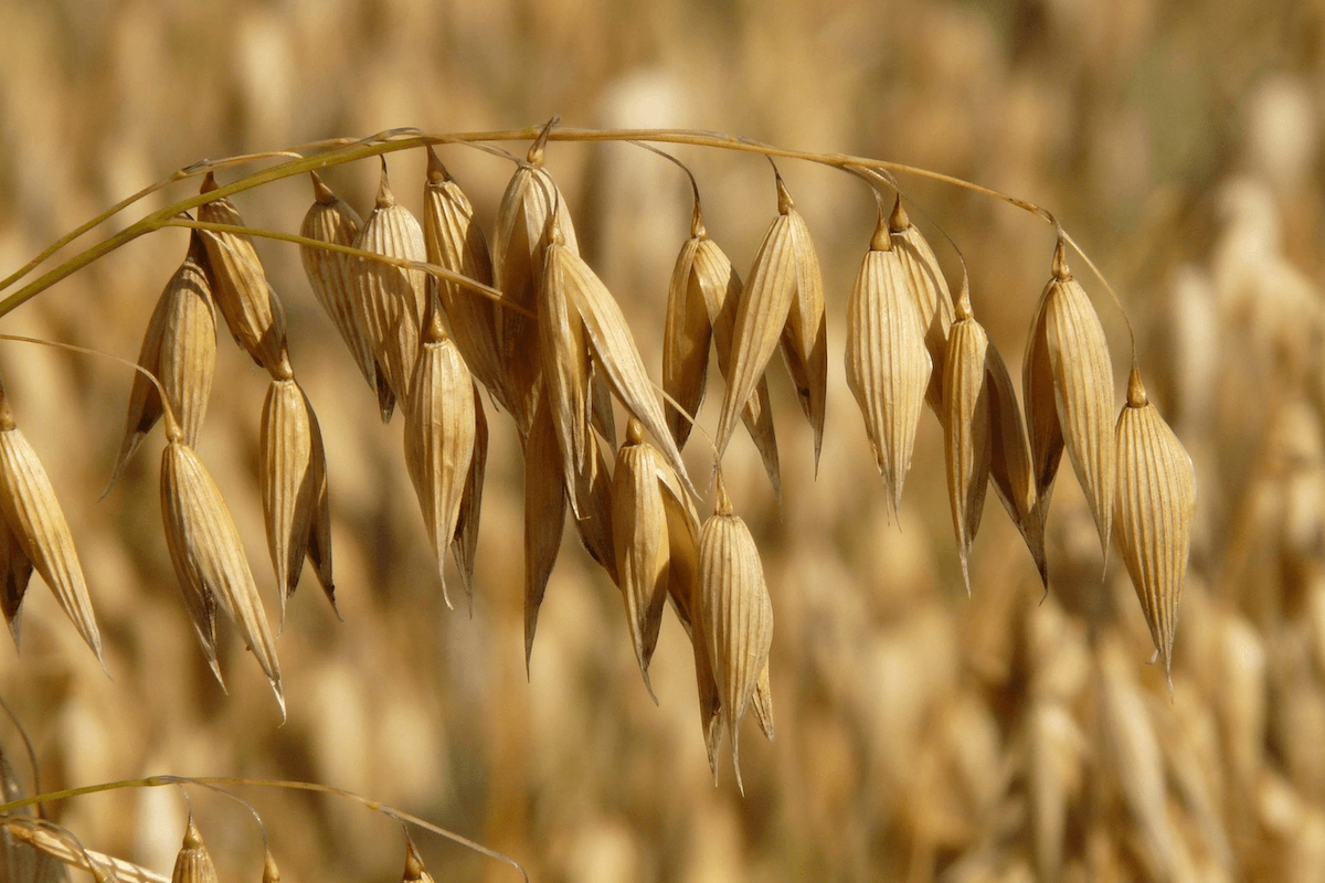 Oat straw biomass bales used for bedding, mulch, compost, and renewable energy