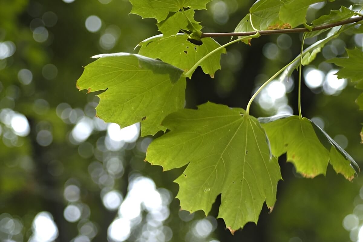 Norway maple invasive tree casting dense shade in an Ohio neighborhood park