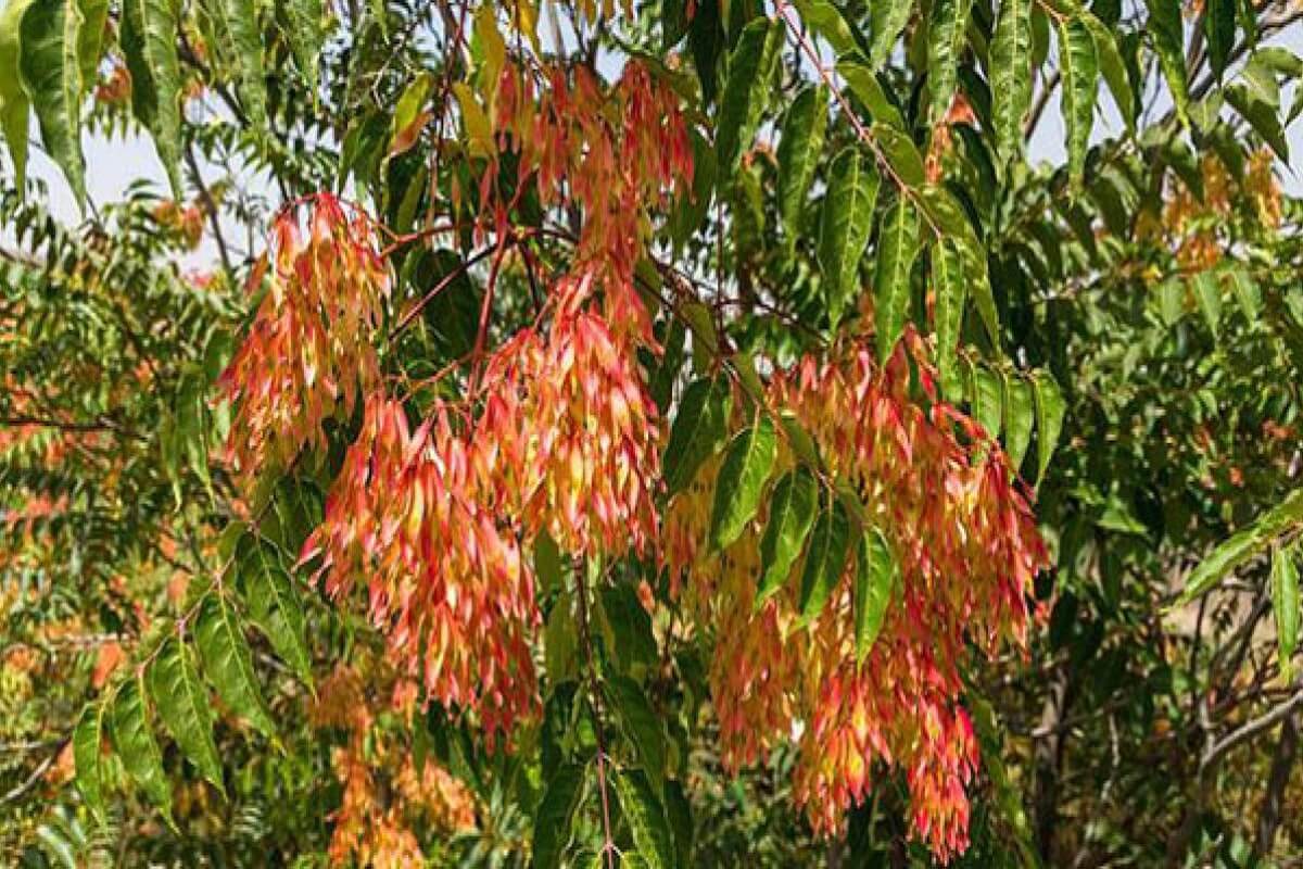 Tree-of-heaven invasive tree (Ailanthus altissima) leaflets and winged seeds common along Ohio road corridors