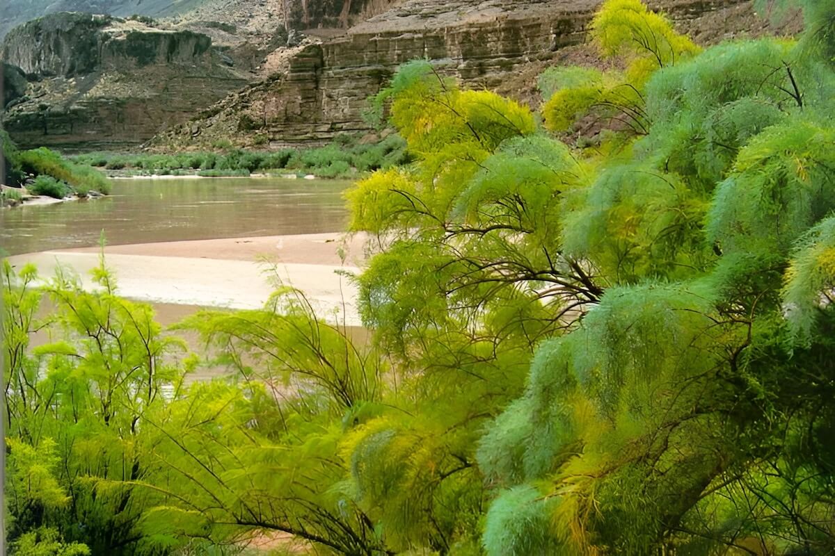 Saltcedar (tamarisk) along an Oklahoma river corridor