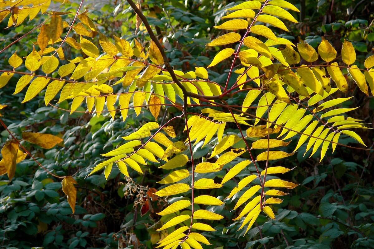 Tree-of-heaven invasive tree in Oklahoma