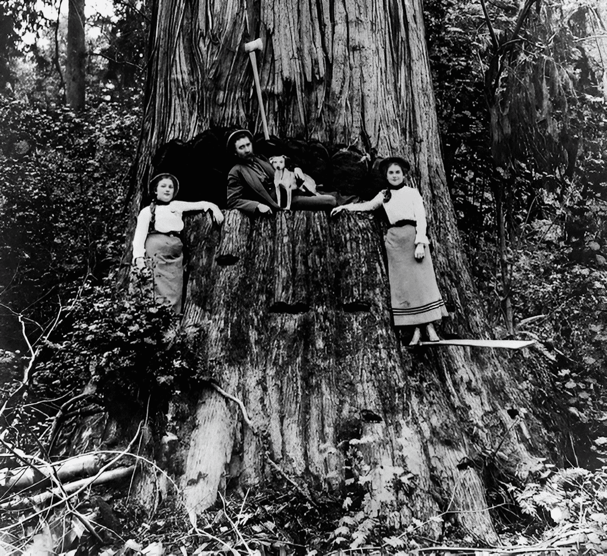 Old growth Kentucky virgin chestnut tree