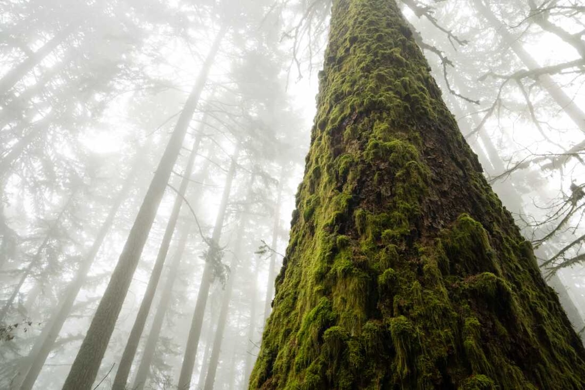 Moss-covered old-growth conifer trunk in foggy forest