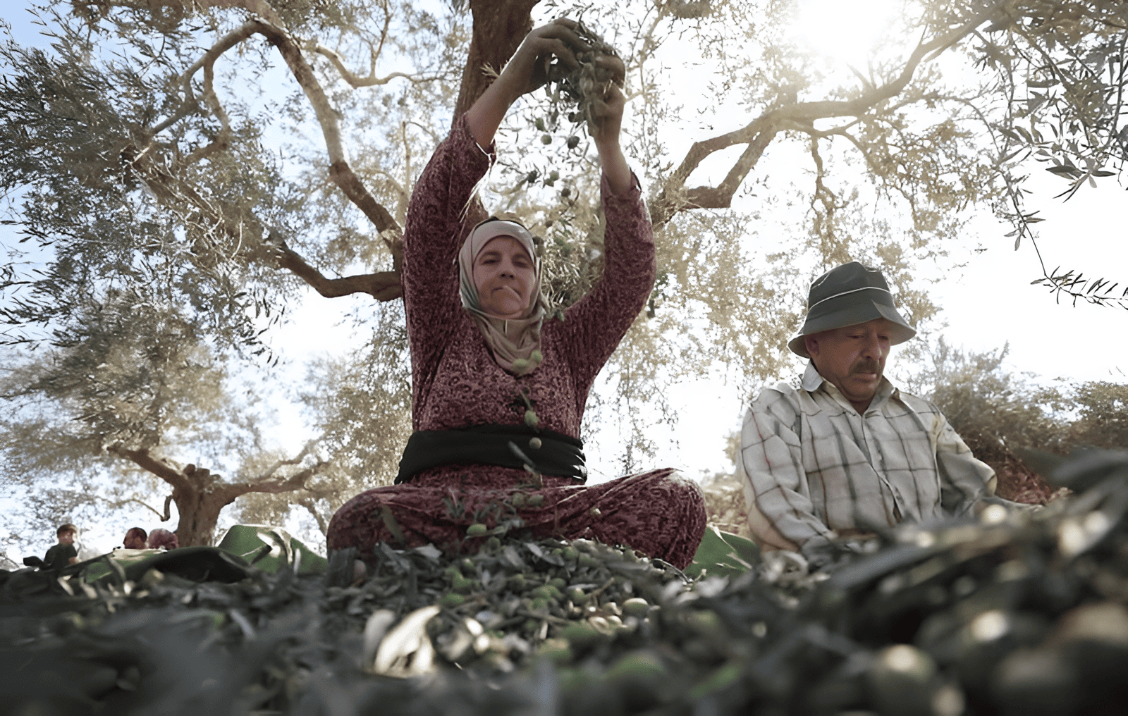 Fiesta del Olivo olive tree festival in Spain