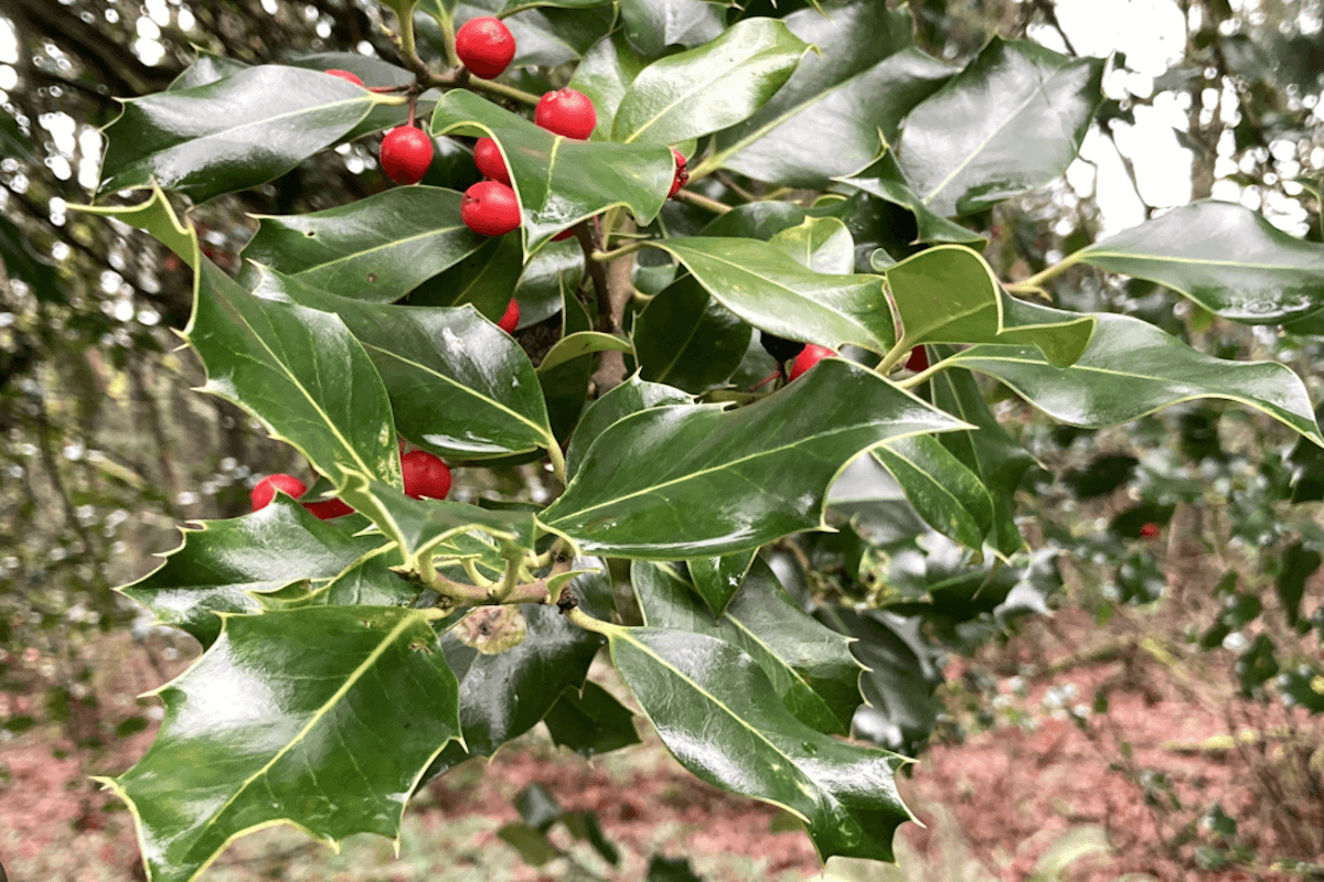 English holly (Ilex aquifolium) invasive evergreen in Oregon