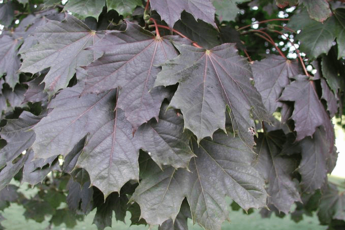 Norway maple (Acer platanoides) invasive urban tree in Oregon