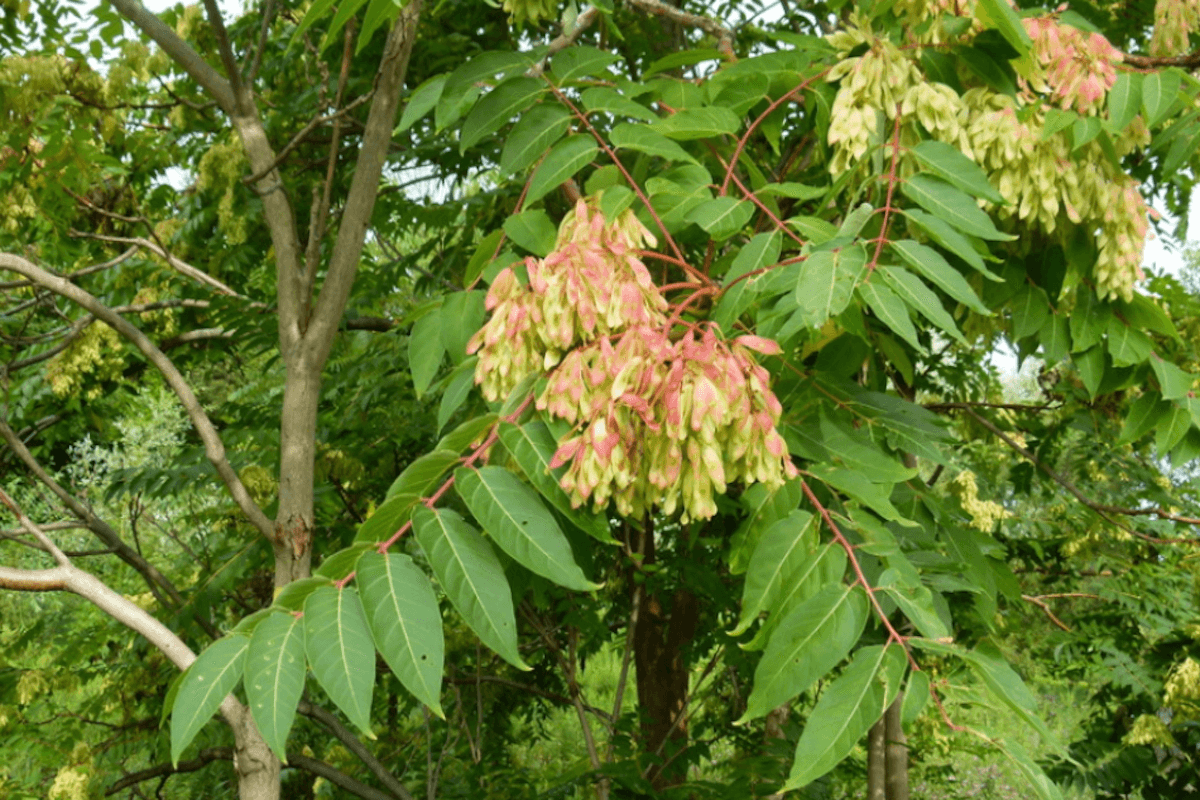 Tree-of-heaven (Ailanthus altissima) invasive tree in Oregon