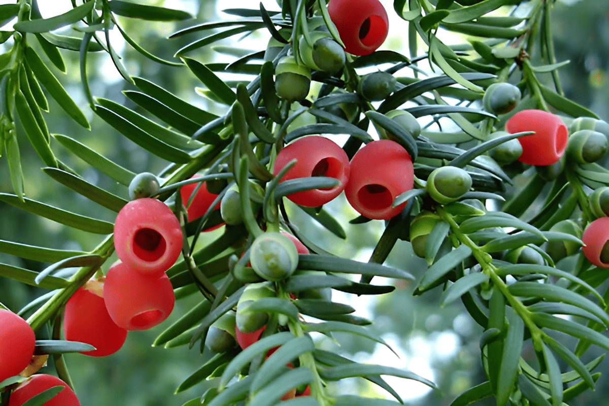 pacific yew red aril cone with single seed inside