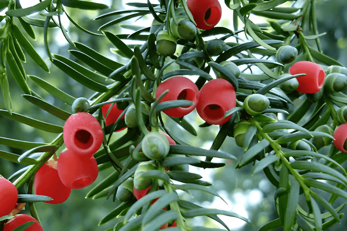 medicinal pacific yew tree with cancer fighting properties