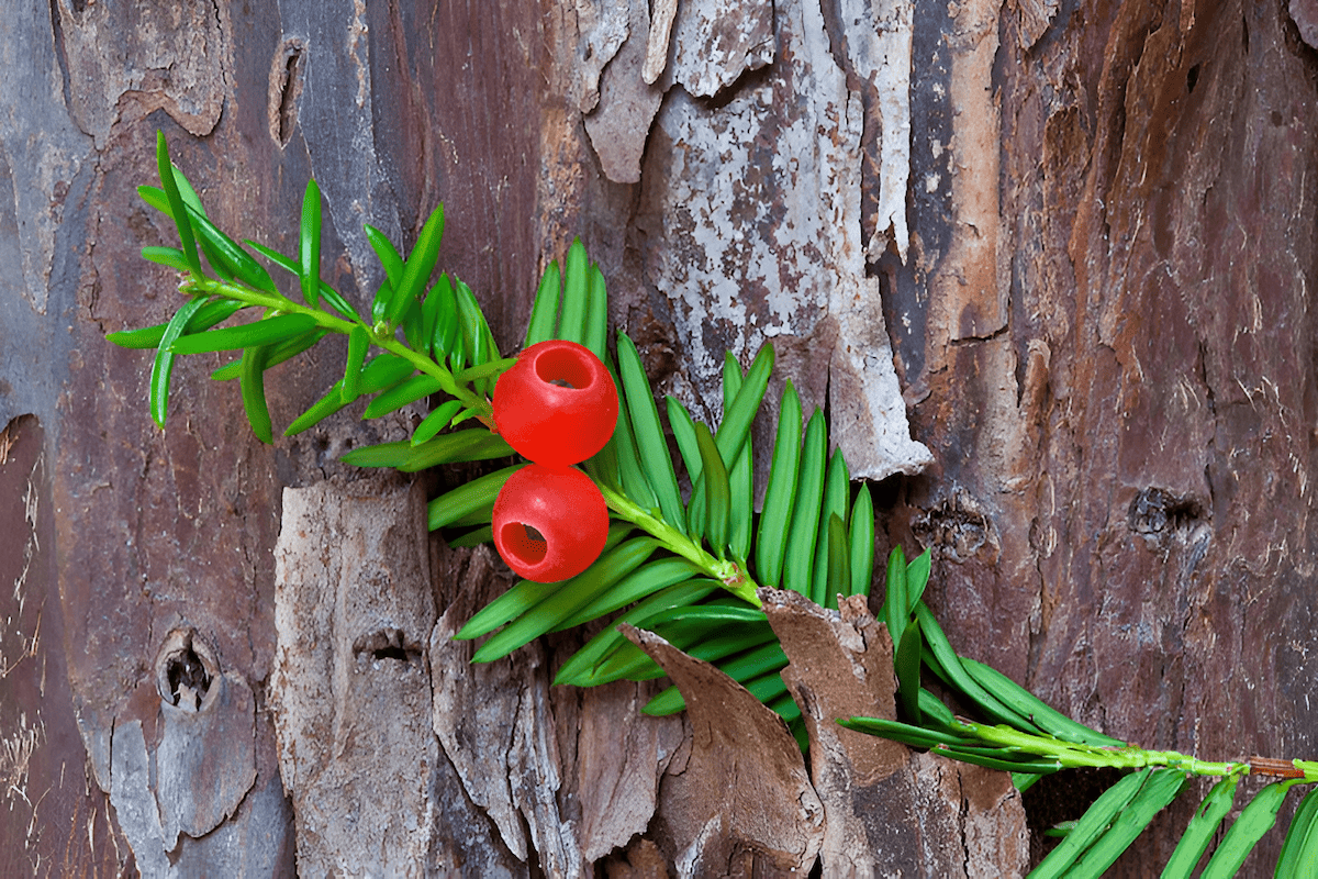 Pacific Northwest yew tree (Taxus brevifolia)