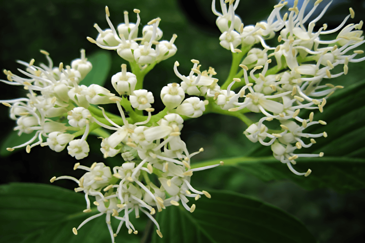 Pagoda dogwood with tiered horizontal branches in a garden landscape