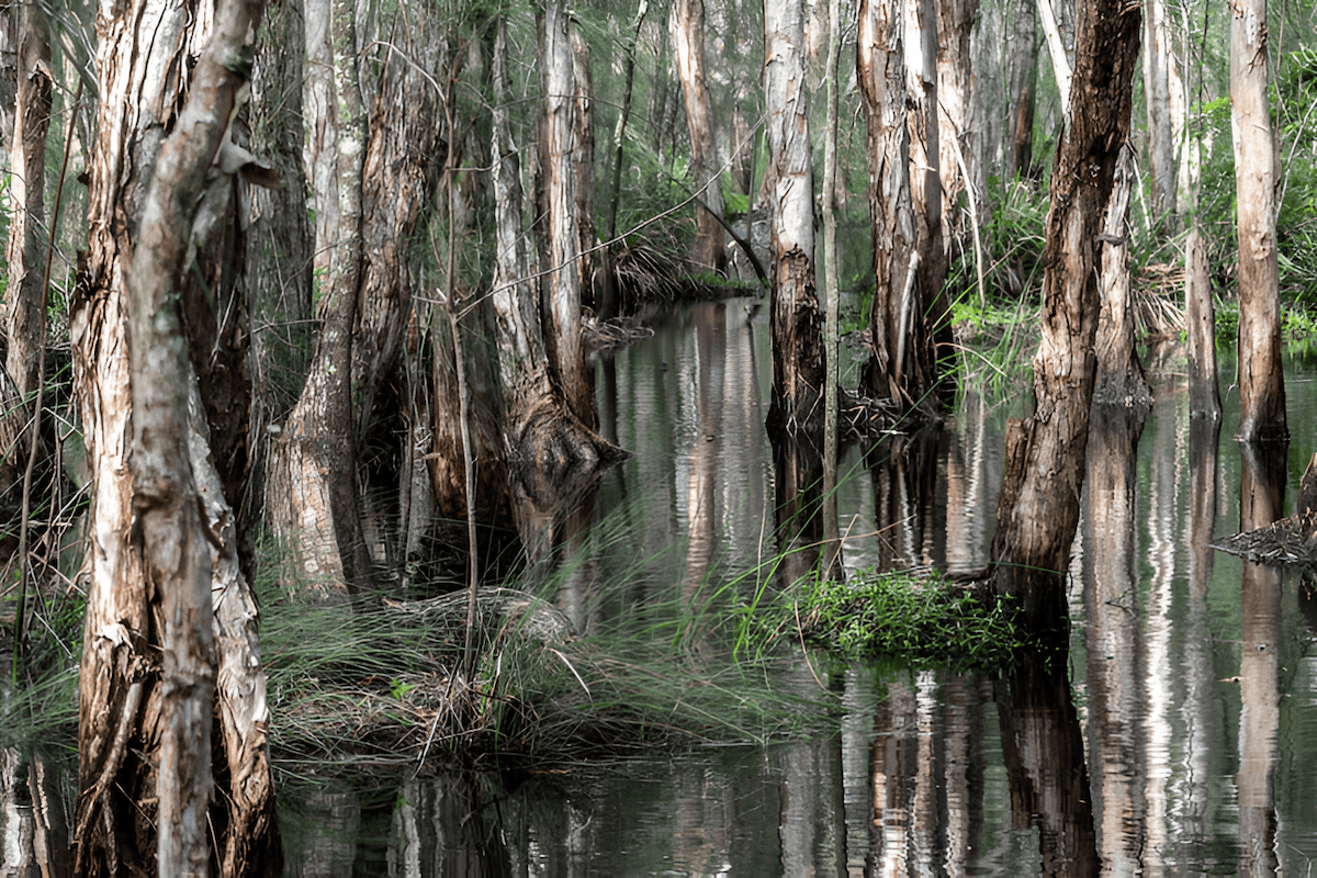 invasive australian paper bark tree in the Florida everglades