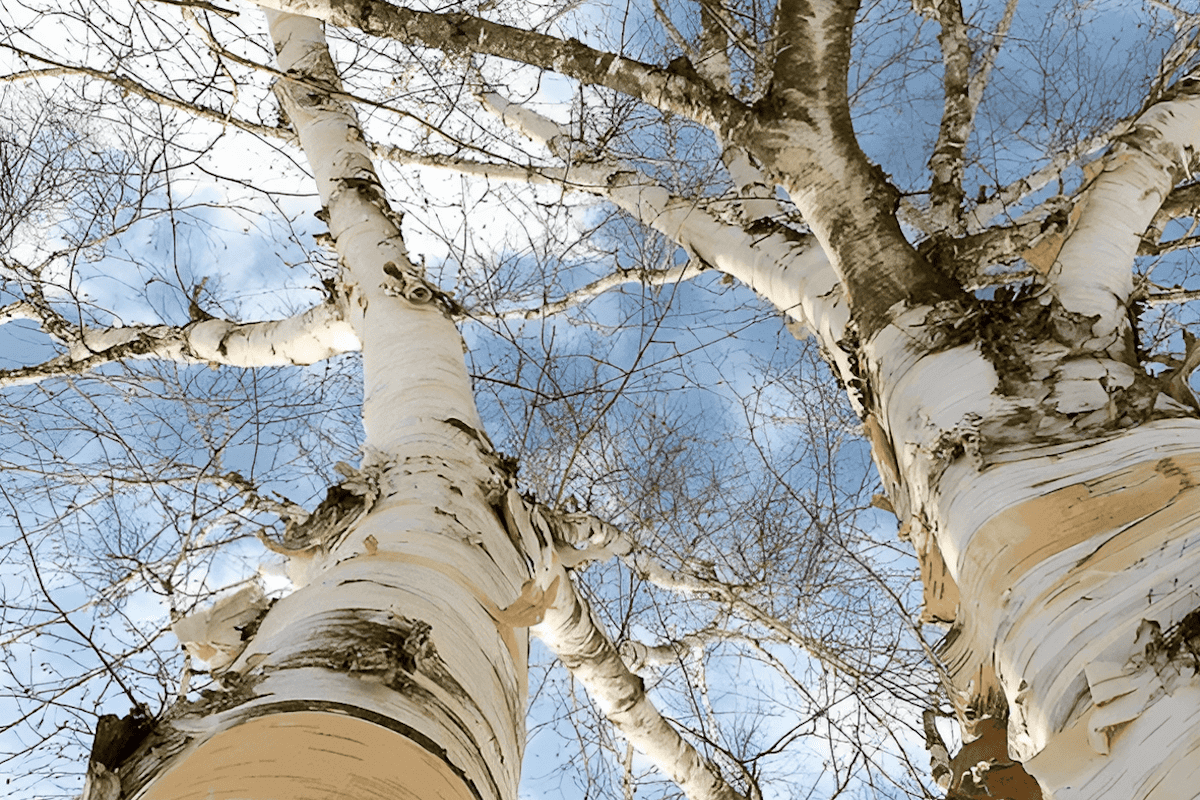 Yellow birch plantations