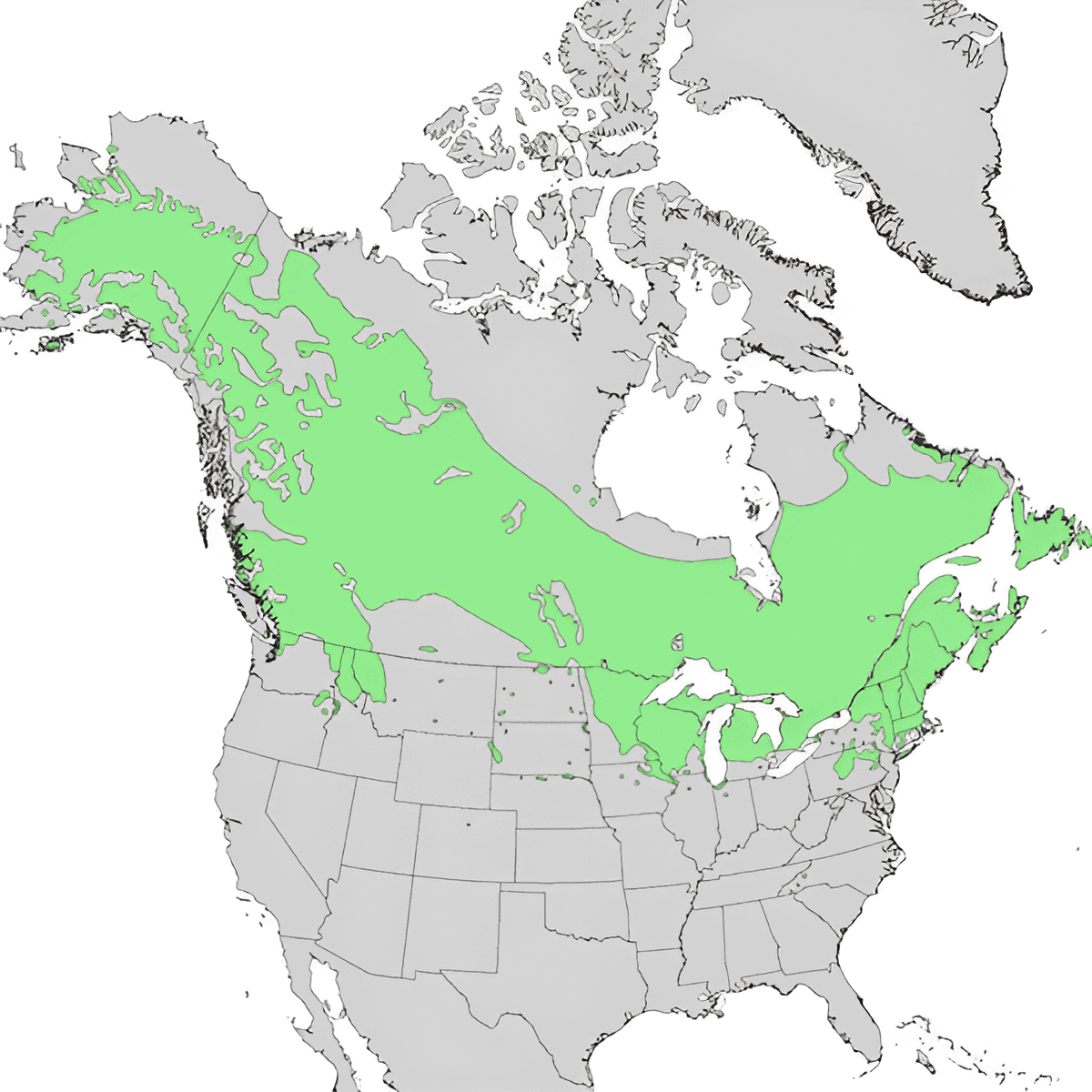 Paper birch growing zones