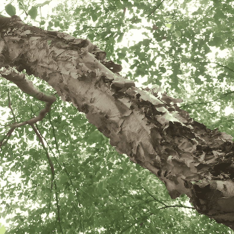Paper birch