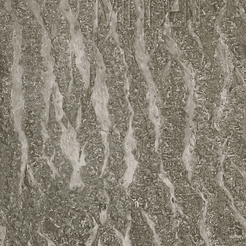 paulownia empress tree bark