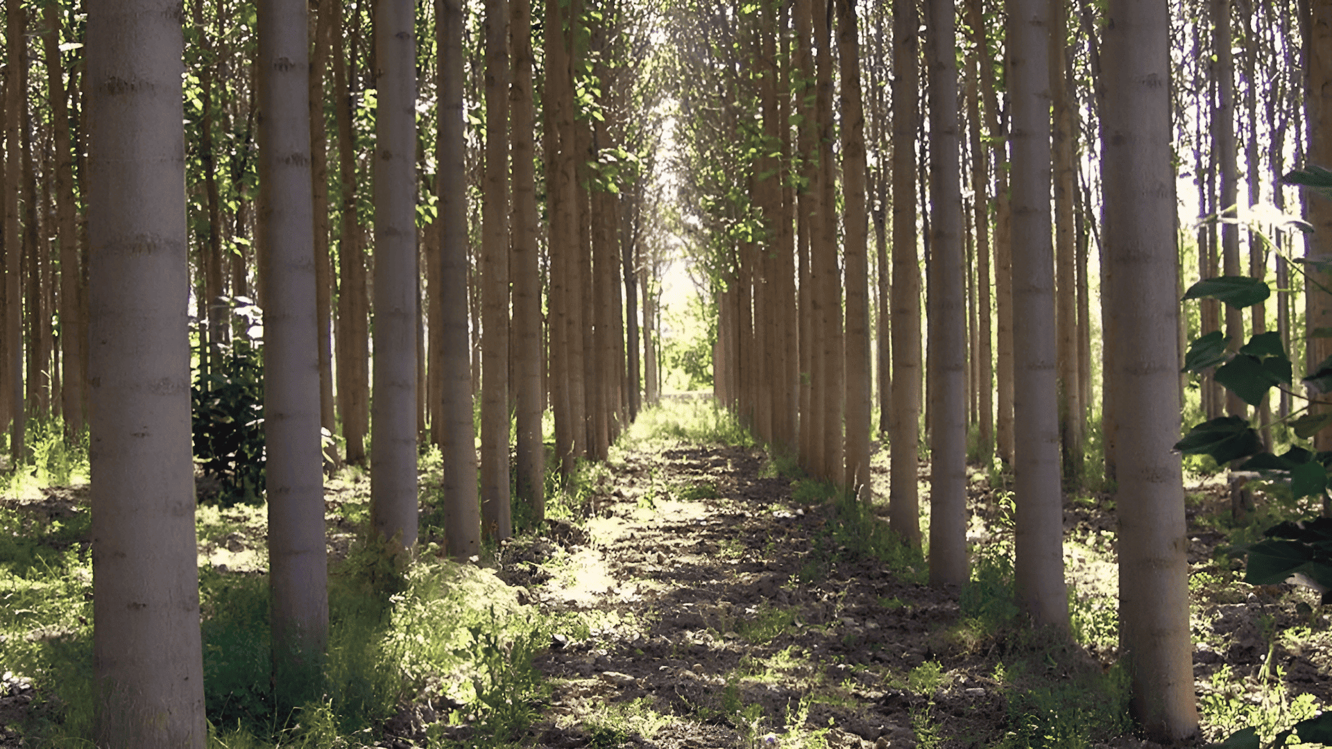 paulownia tree plantation in california